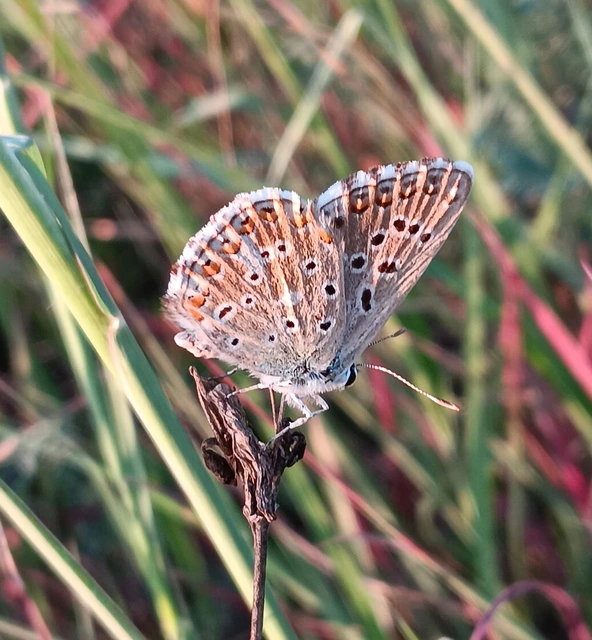 Polyommatus coridon - ezüstkék boglárka
