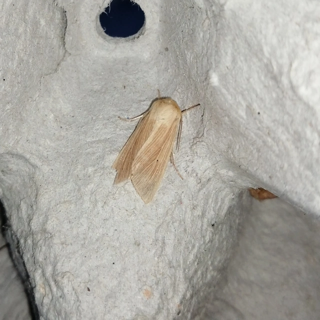 Mythimna pallens - sápadt rétibagoly
