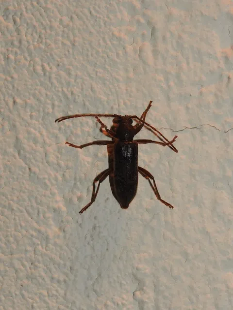 Trichoferus campestris - szállóvendég éjicincér