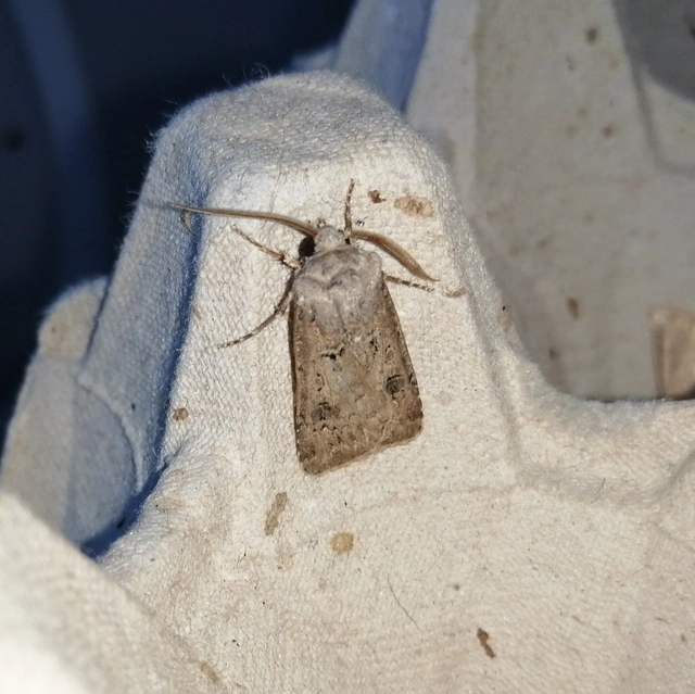 Agrotis bigramma - kétjegyű földibagoly