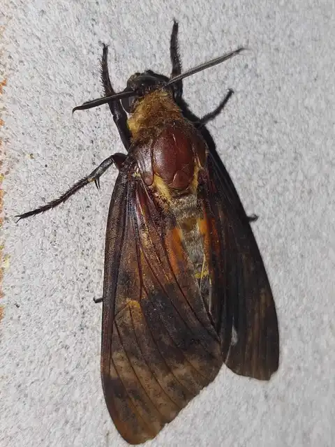 Acherontia atropos - halálfejes lepke