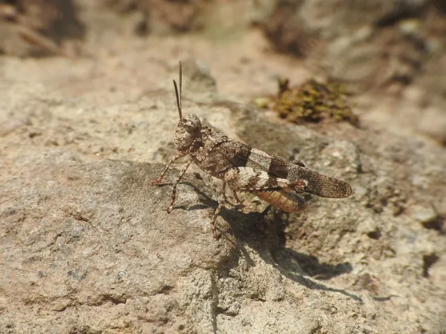 Oedipoda caerulescens - kékszárnyú sáska