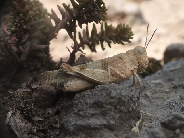Oedipoda caerulescens - kékszárnyú sáska