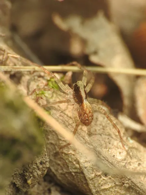 Pardosa