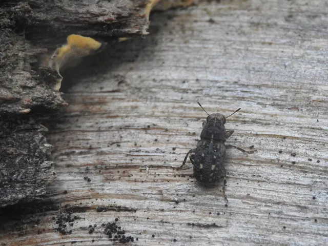 Ulorhinus bilineatus - dülledtszemű orrosbogár