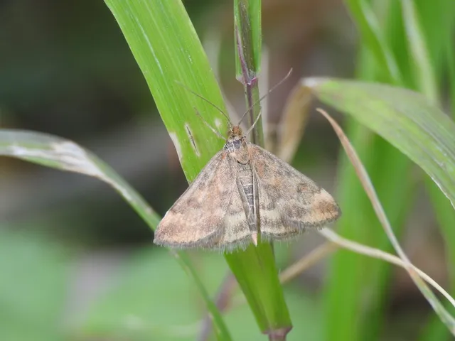 Pyrausta despicata - réti bíbormoly