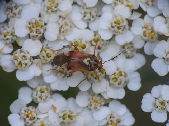 Lygus pratensis - változó mezeipoloska