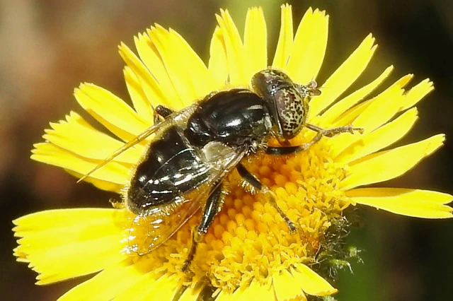 Eristalinus