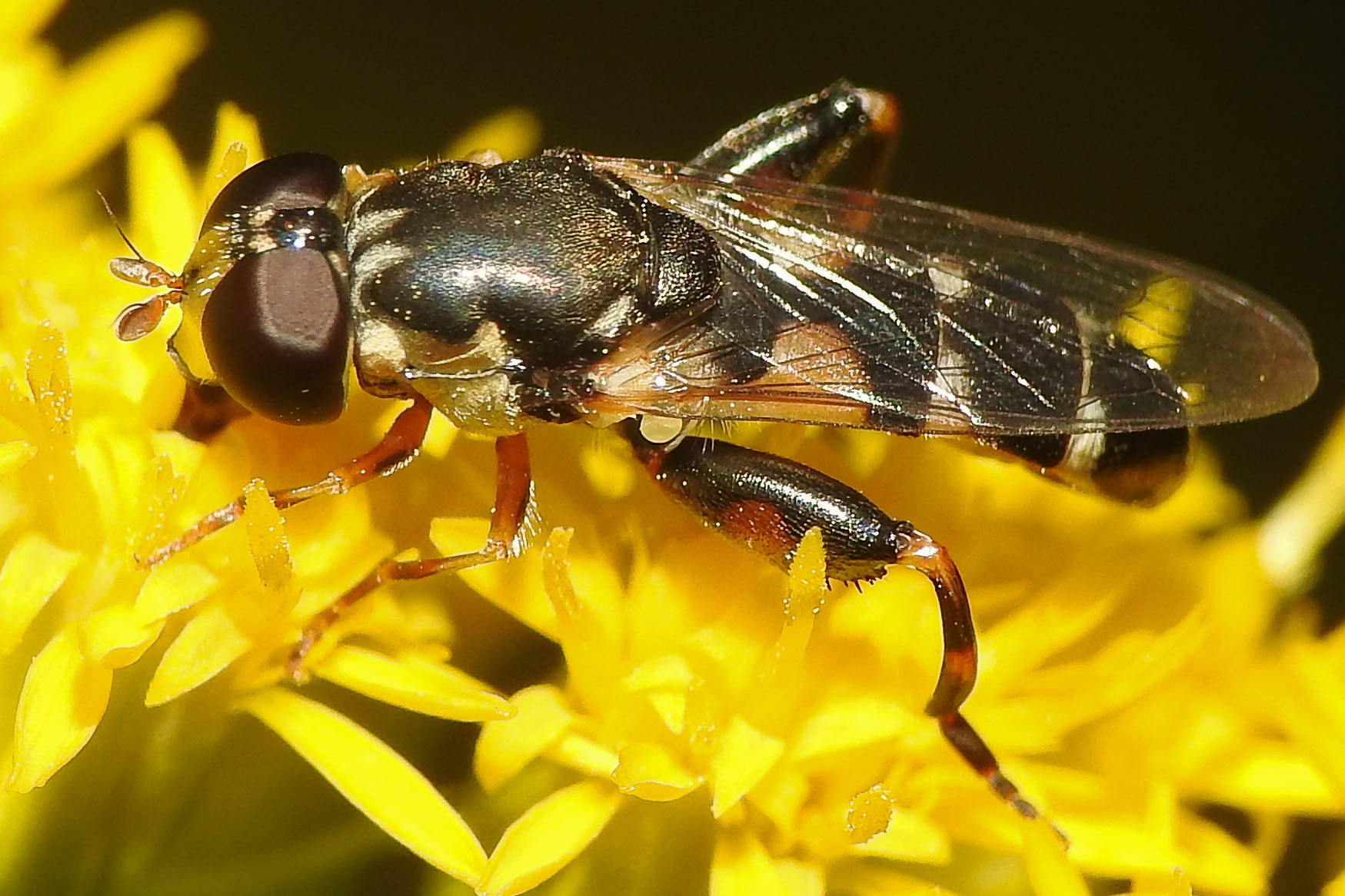 Syritta pipiens - zizegő comboslégy