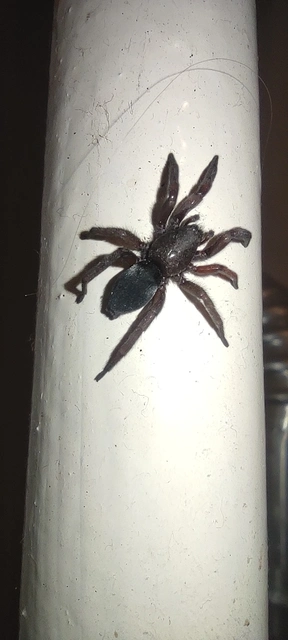 Scotophaeus