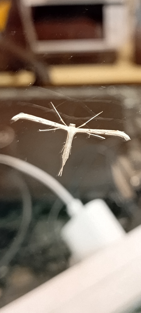 Pterophoridae - tollasmolyfélék