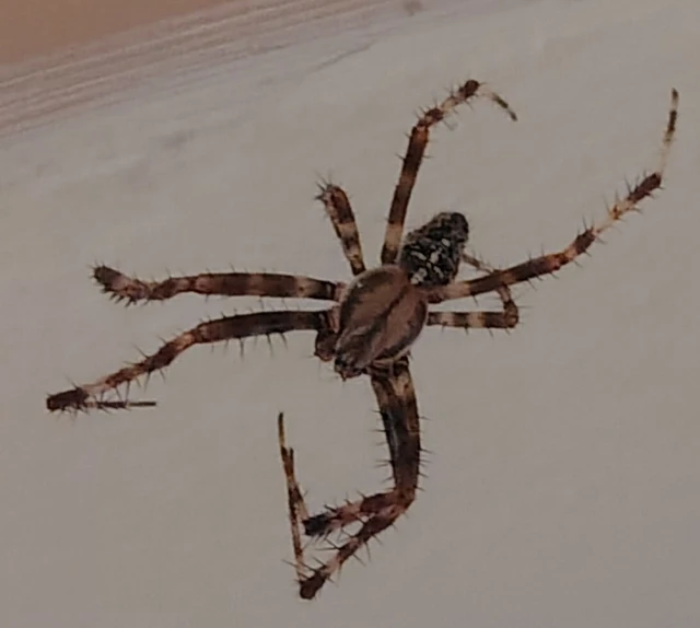 Araneus diadematus - koronás keresztespók