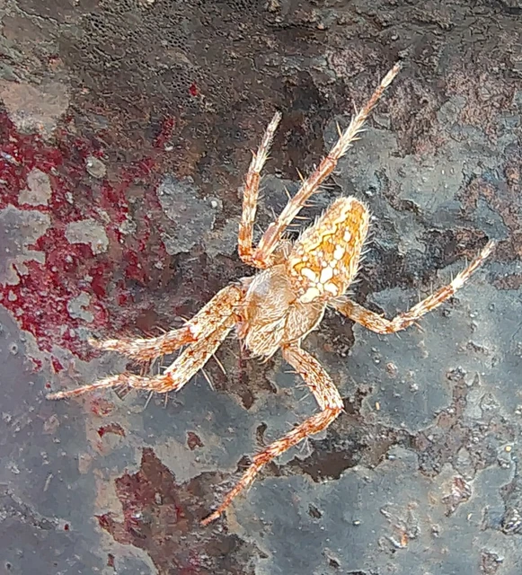 Araneus diadematus - koronás keresztespók