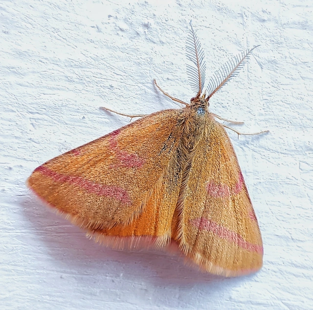Lythria purpuraria - bíborsávos araszoló