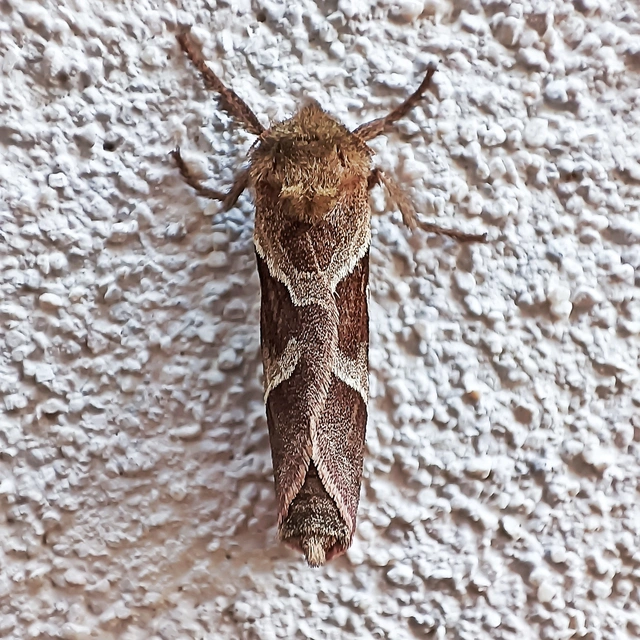 Triodia sylvina - kis gyökérrágólepke