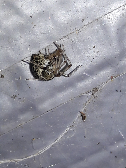 Parasteatoda tepidariorum - üvegházi törpepók