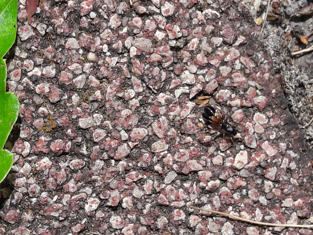 Leptorchestes berolinensis - fekete hangyautánzópók
