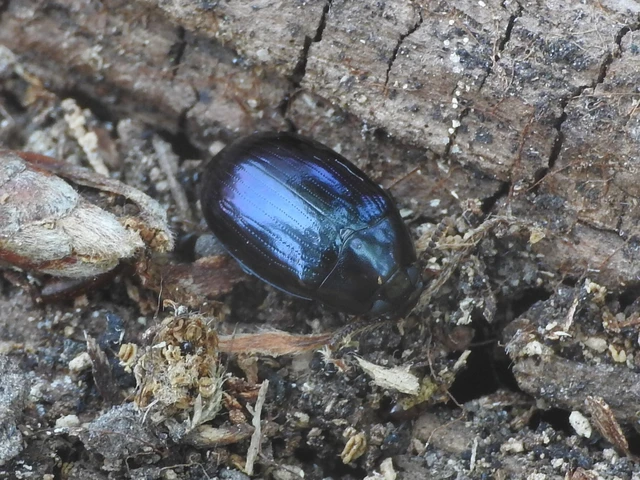 Platydema violaceum - fémkék taplóbogár