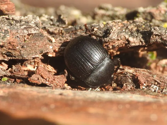 Accanthopus velikensis