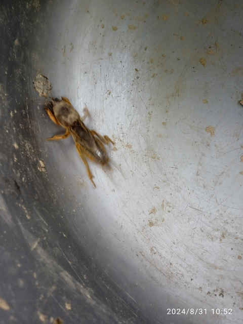 Gryllotalpa
