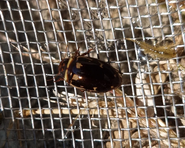Platambus maculatus - tarka csíkbogár