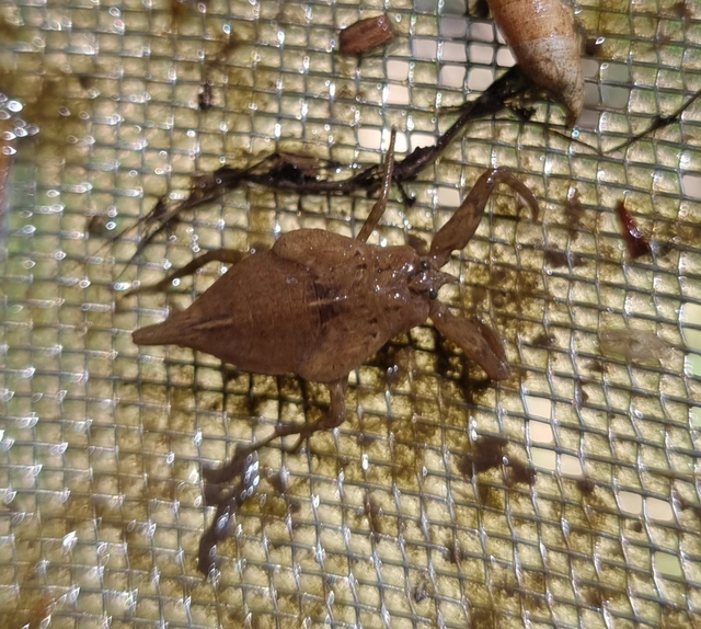 Nepa cinerea - víziskorpió