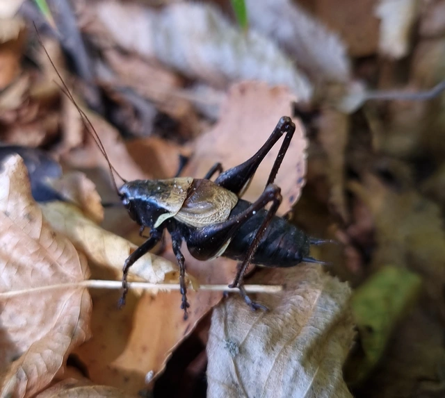 Pholidoptera aptera - nagy avarszöcske
