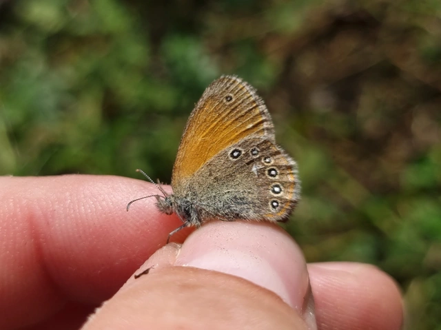 Coenonympha glycerion - közönséges szénalepke