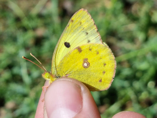 Colias hyale - kéneslepke