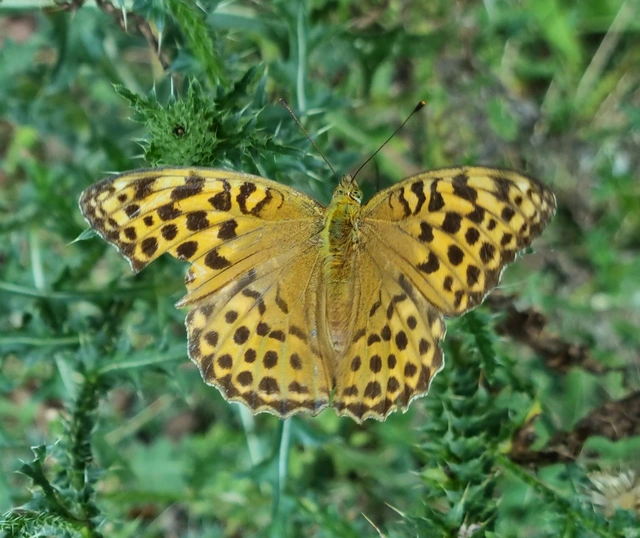 Argynnis paphia - nagy gyöngyházlepke