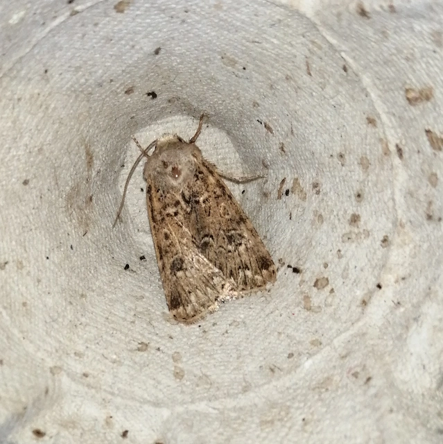 Agrotis bigramma - kétjegyű földibagoly