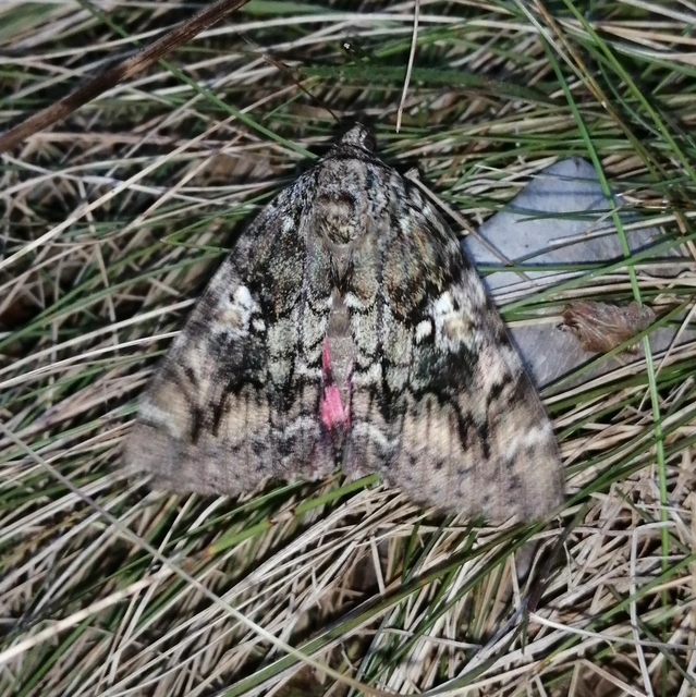 Catocala sponsa/dilecta