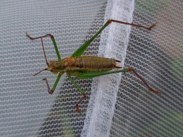 Leptophyes albovittata - közönséges virágszöcske