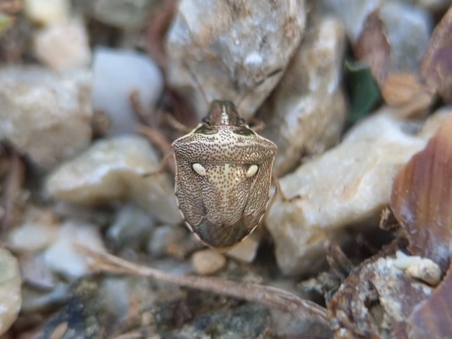 Eysarcoris aeneus - fémes feketefejű-poloska Eysarcoris aeneus - fémes feketefejű-poloska