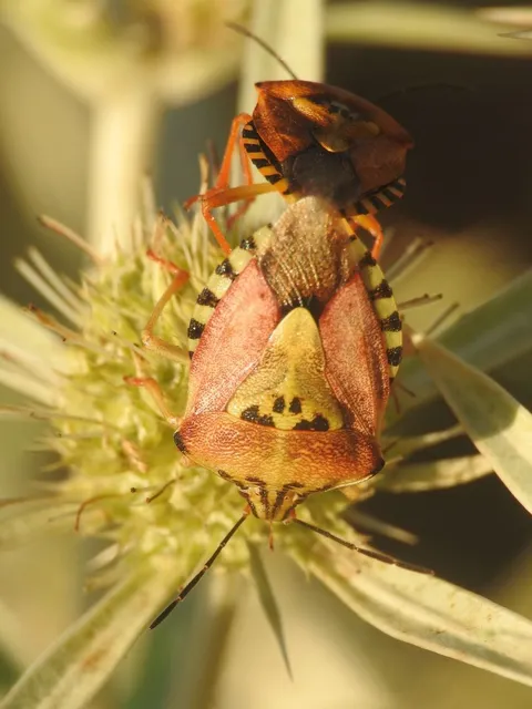 Carpocoris Carpocoris