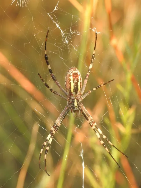 Argiope bruennichi - darázspók