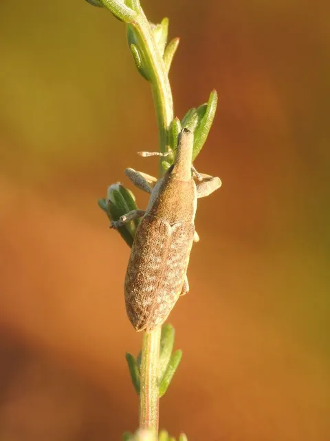 Lixus vilis - gémorr-dudvabarkó