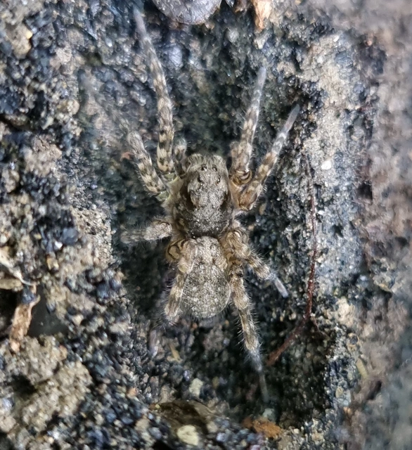 Arctosa maculata