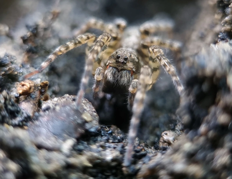 Arctosa maculata