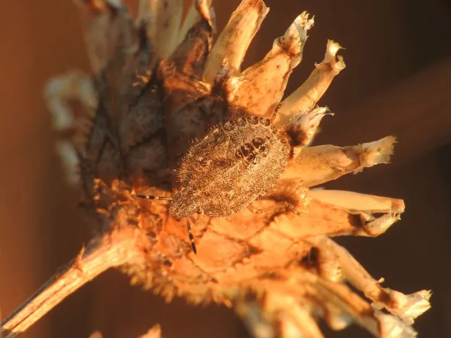 Dolycoris baccarum - közönséges bogyómászó-poloska Dolycoris baccarum - közönséges bogyómászó-poloska