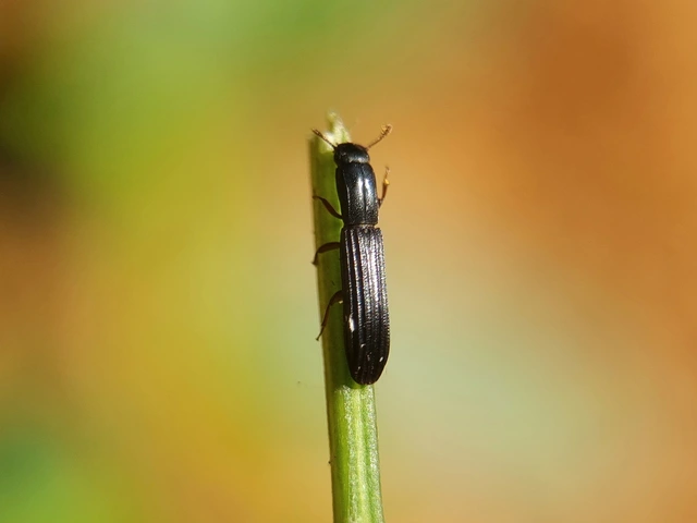 Colydium elongatum - ösztövér héjbogár
