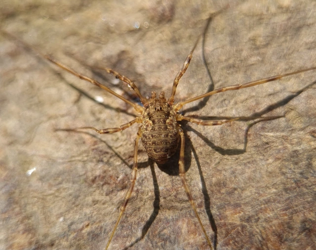 Opiliones - Kaszáspókok
