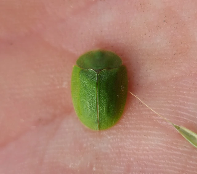 Cassida viridis - zöld pajzsbogár Cassida viridis - zöld pajzsbogár