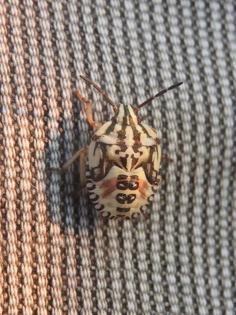 Carpocoris Carpocoris