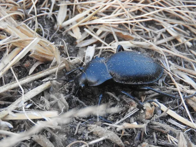 Carabus hungaricus - magyar futrinka