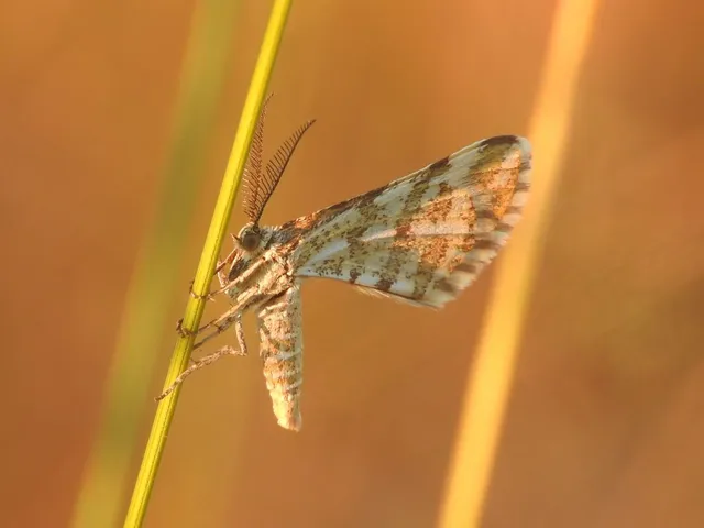 Narraga fasciolaria/tessularia