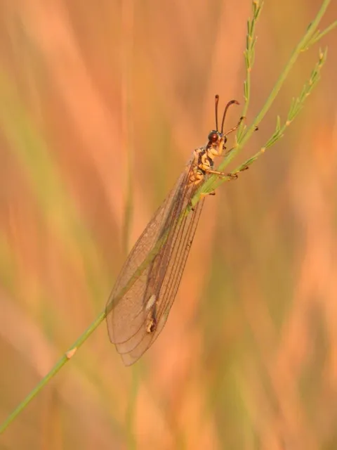 Myrmecaelurus trigrammus - hangyafarkas