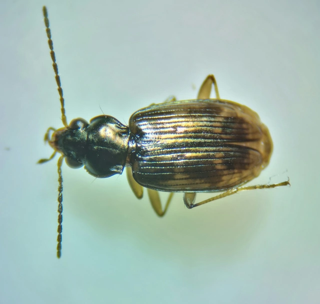 Bembidion semipunctatum - címeres gyorsfutó