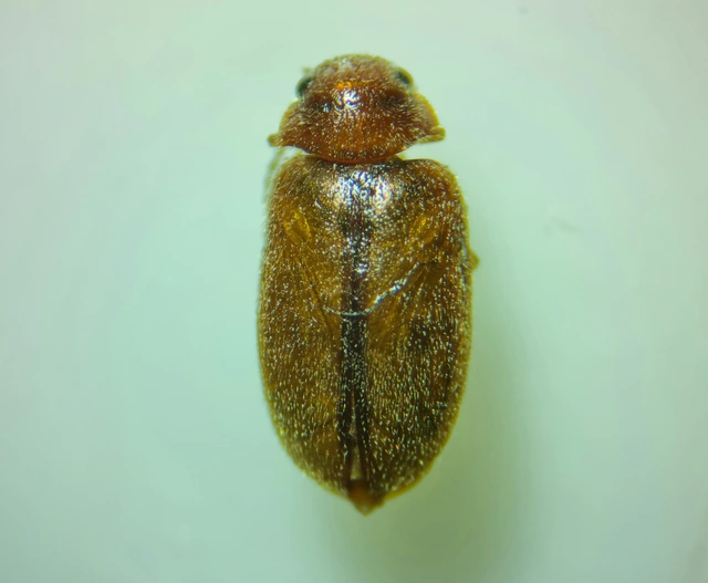 Scirtidae - rétbogárfélék