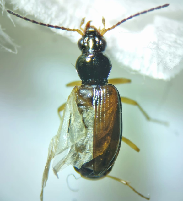 Bembidion testaceum - barnaszárnyú gyorsfutó